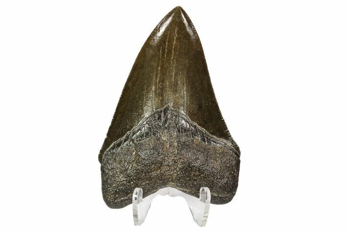 Serrated, Fossil Megalodon Tooth - Georgia #107239